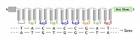 TAL effector